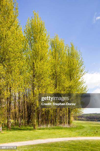 a stand of poplar trees in springtime beside wimbleball lake, somerset uk - brompton regis stockfoto's en -beelden