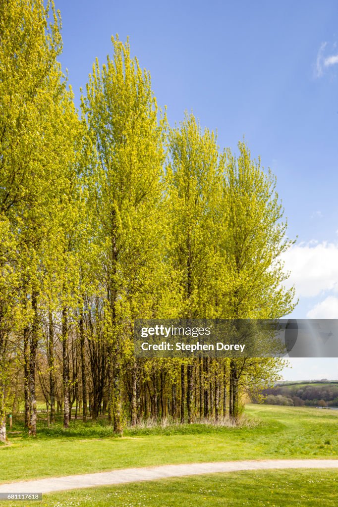 A stand of poplar trees in springtime beside Wimbleball Lake, Somerset UK