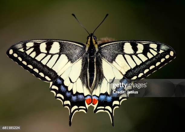 Giant Rift Butterfly Giant Butterfly Photos and Premium High Res Pictures - Getty Images