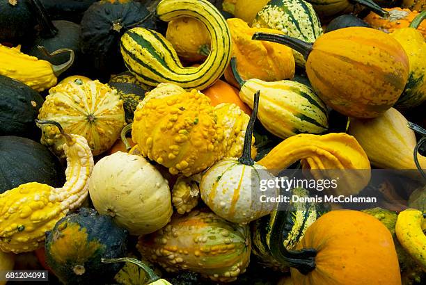 squash - dennis mccoleman stock pictures, royalty-free photos & images