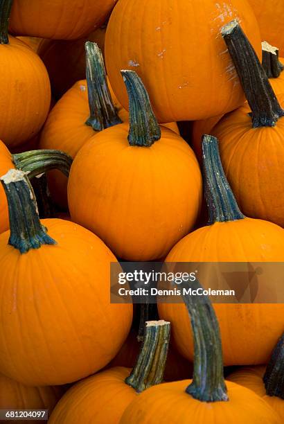 pumpkins - dennis mccoleman stock pictures, royalty-free photos & images