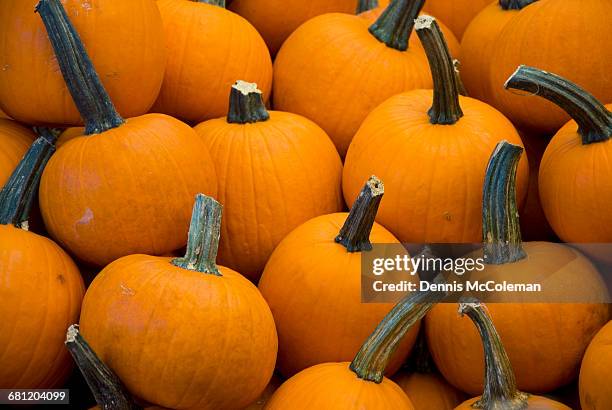 pumpkins - dennis mccoleman stock pictures, royalty-free photos & images