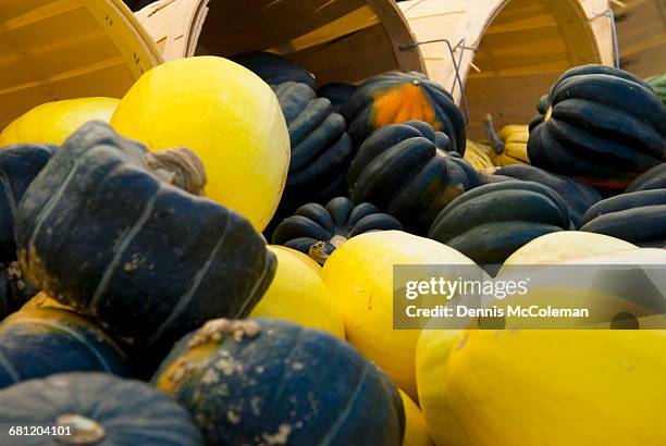 squash - dennis mccoleman stock pictures, royalty-free photos & images