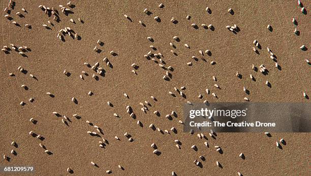 flock of sheep - sheep field stock pictures, royalty-free photos & images