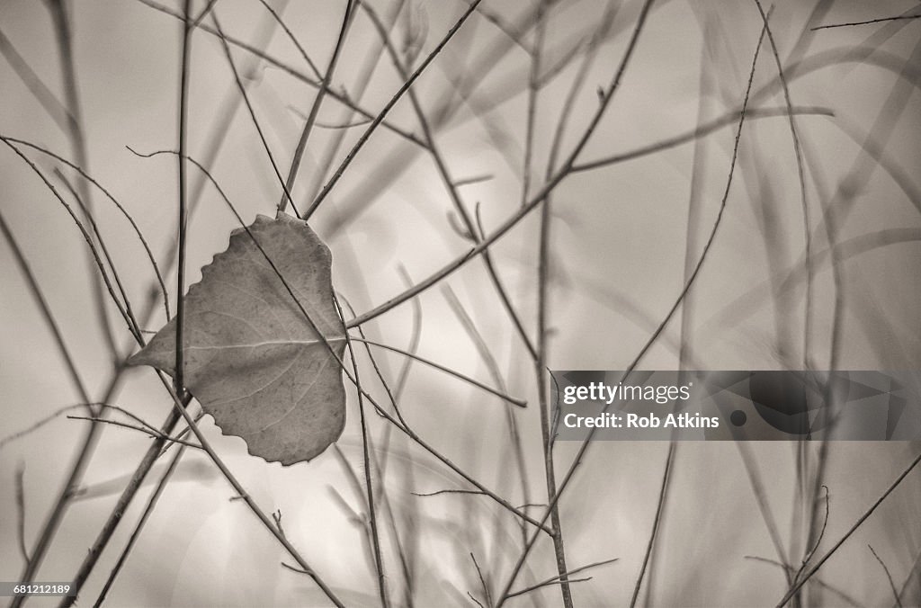 Cottonwood Leaf
