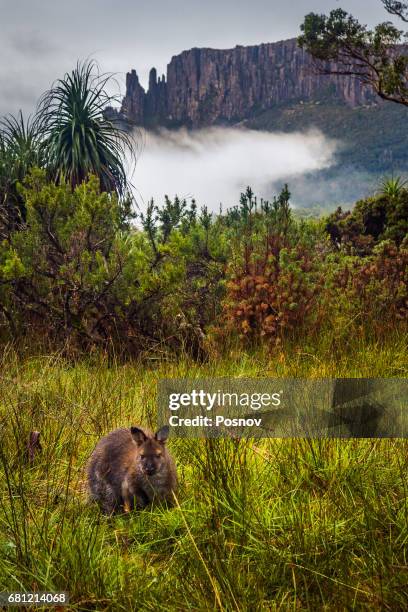 wallaby in front of mount oakleigh, overland track, tasmania - wild overland stockfoto's en -beelden