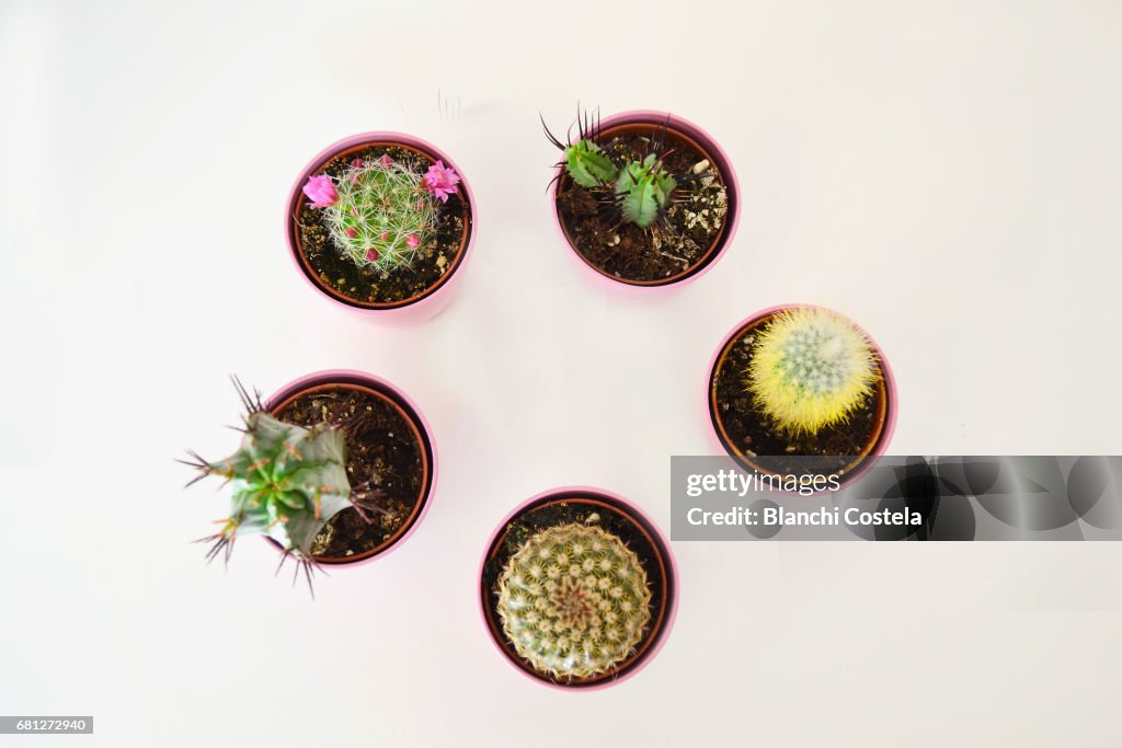Small Diffent Different Small Cacti Seen From Above High-Res Stock Photo - Getty Images