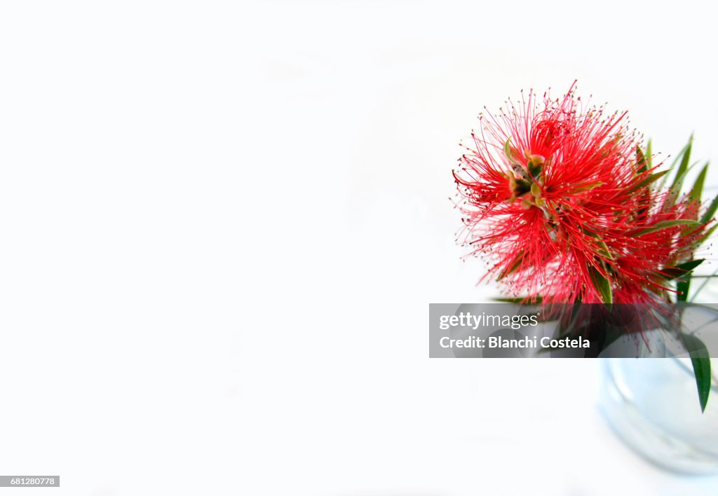 Melaleuca citrina flower on white background