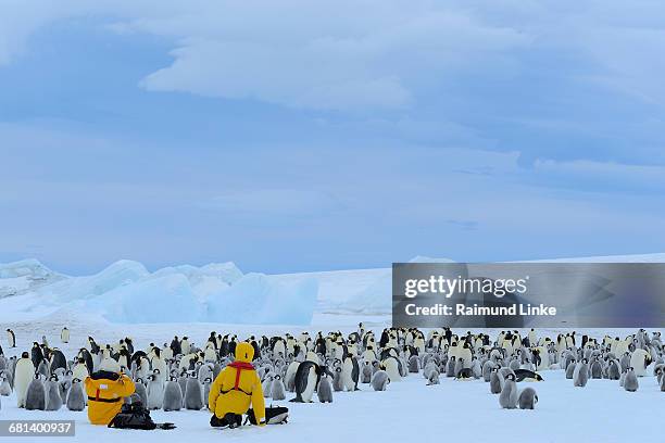 tourists in emperor penguin colony - océano antártico fotografías e imágenes de stock