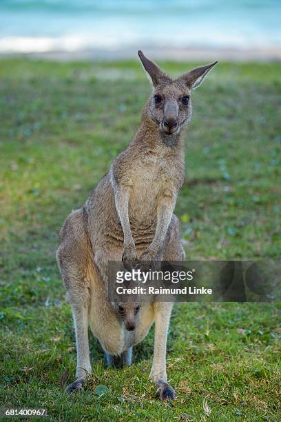 grey kangaroo, macropus giganteus - joey stock pictures, royalty-free photos & images