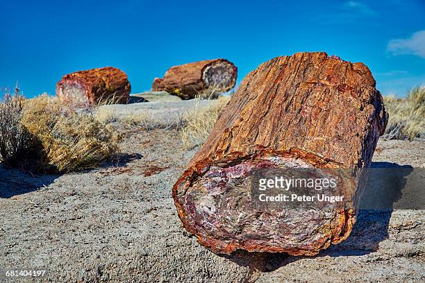 petrified logs,petrified forest national park - petrified wood stock-fotos und bilder