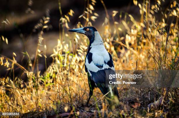 australian magpie - australian magpie stock pictures, royalty-free photos & images