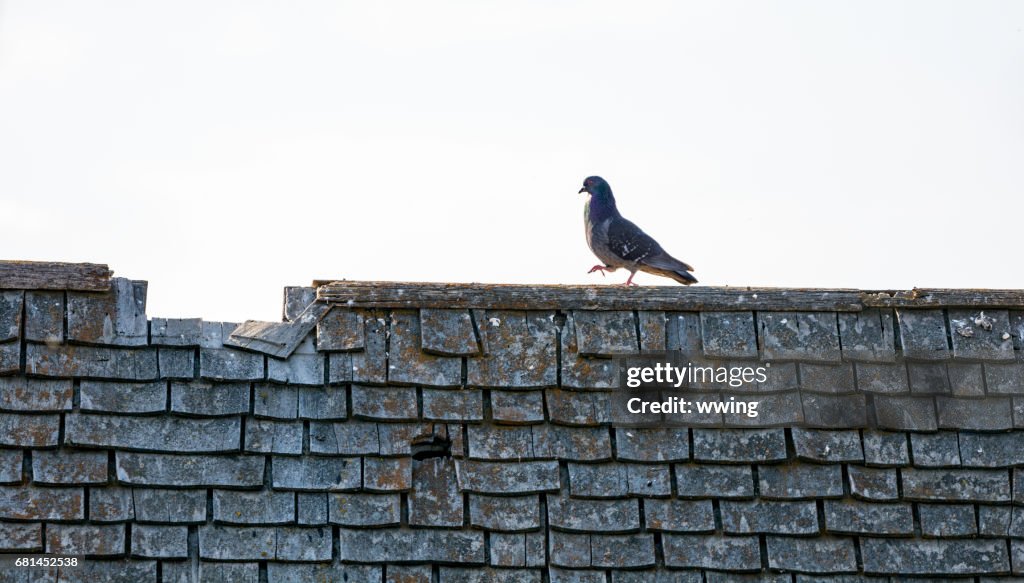 Abandoned farm building roof and pigeon