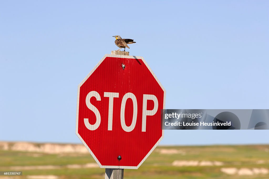 Singing Stop Sign Western Meadowlark Singing On A Stop Sign High-Res Stock Photo - Getty ...