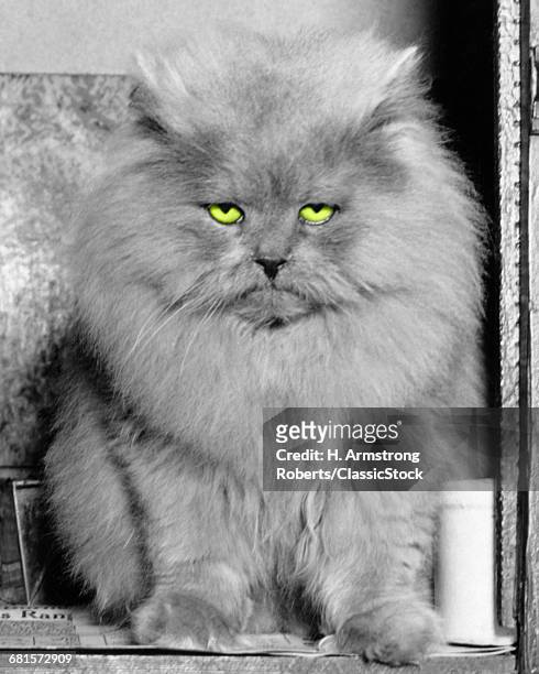 1940s LONG HAIR BLUE PERSIAN CAT LOOKING AT CAMERA WITH A GRUMPY ANNOYED ANGRY MEAN FACIAL EXPRESSION