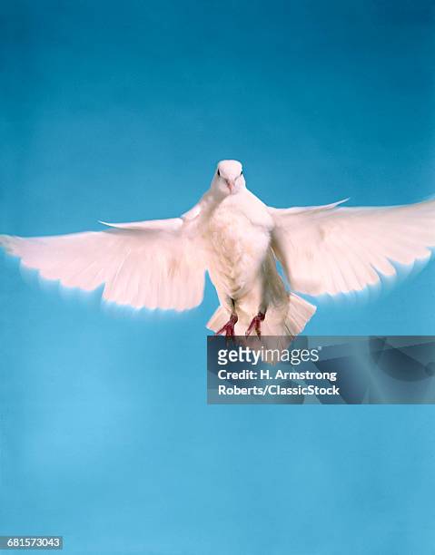 WHITE DOVE WINGS OUTSTRETCHED IN FLIGHT