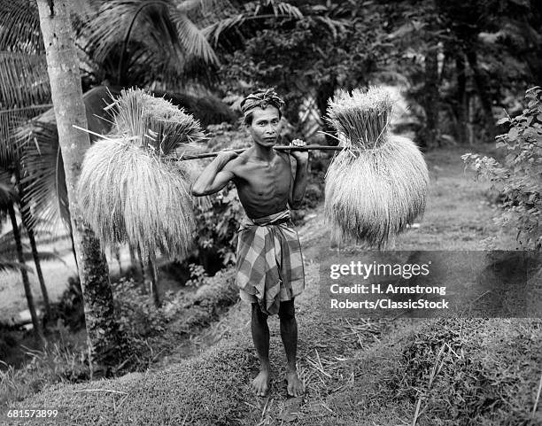 1920s 1930s BALINESE MAN WITH STICK YOKE OVER SHOULDERS LOOKING AT CAMERA CARRYING TWO BUNCHES OF HARVESTED RICE