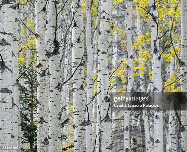 trees, canadian rockies - birch stock pictures, royalty-free photos & images
