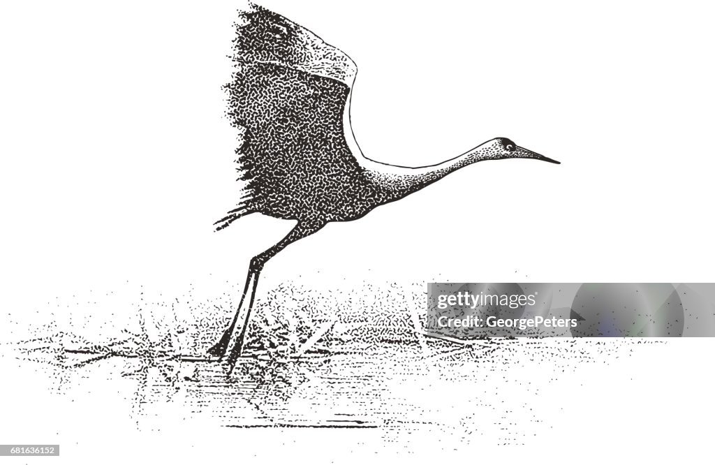 Sandhill Crane volando sobre el río Mississippi en el Refugio Nacional de vida silvestre de Minnesota Valley