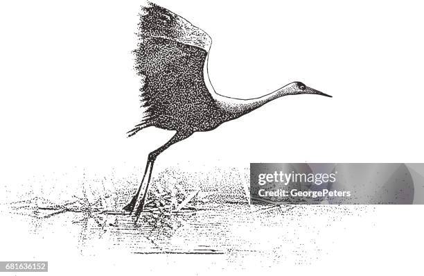 sandhill crane flying on the mississippi river in the minnesota valley national wildlife refuge - minnesota valley national wildlife refuge stock illustrations