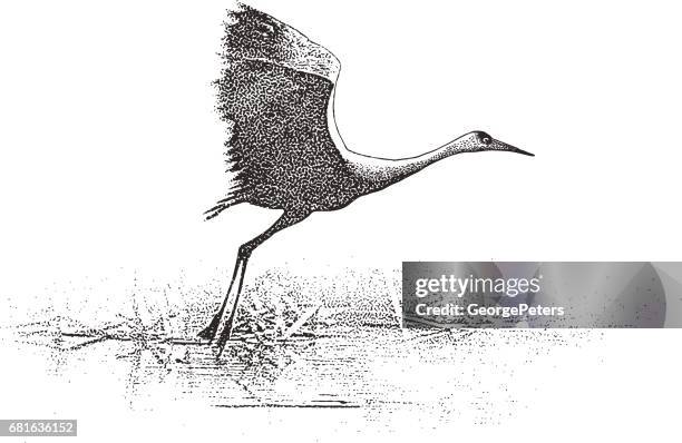 sandhill crane flying on the mississippi river in the minnesota valley national wildlife refuge - minneapolis stock illustrations