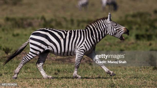 zebra braying and running - braying stock pictures, royalty-free photos & images