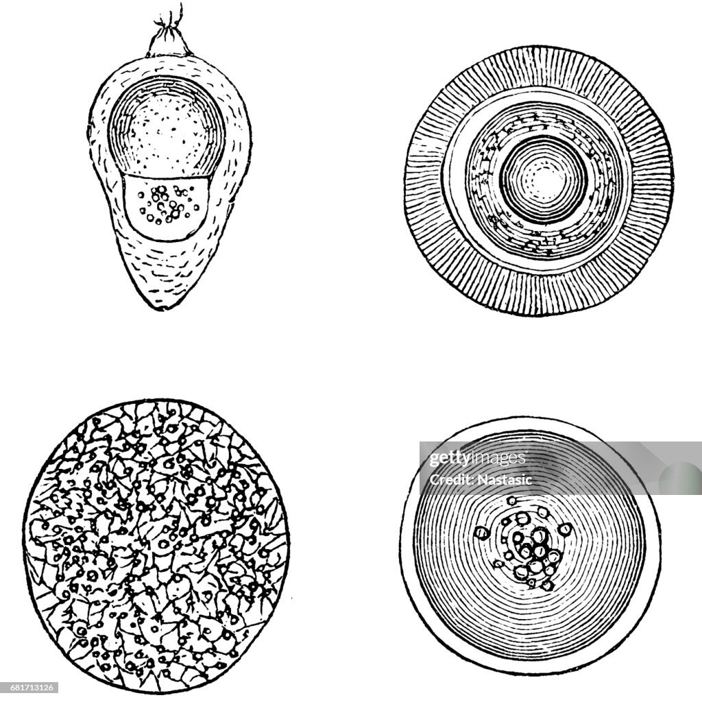 Various fish eggs