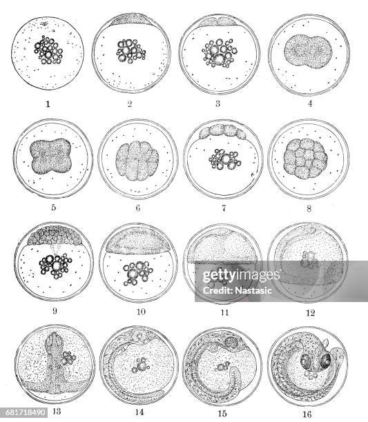 the three-spined stickleback (gasterosteus aculeatus) egg development - vertebrate evolution stock illustrations