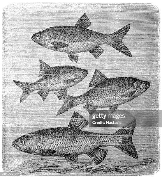 the ide (leuciscus idus) ,common rudd (scardinius erythrophthalmus) ,roach (rutilus rutilus) ,chub (squalius cephalus) - common roach stock illustrations