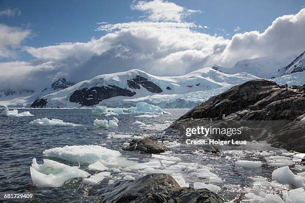 ice floes and gentoo penguin - antarktiska halvön bildbanksfoton och bilder