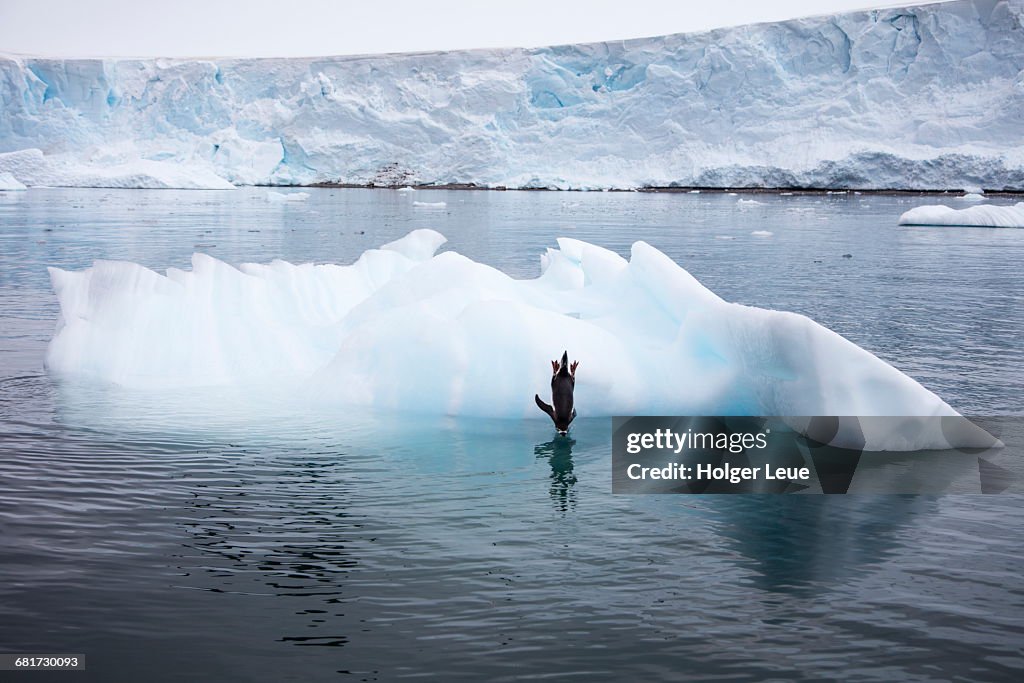 Gentoo penguin nosedives from ice floe into water