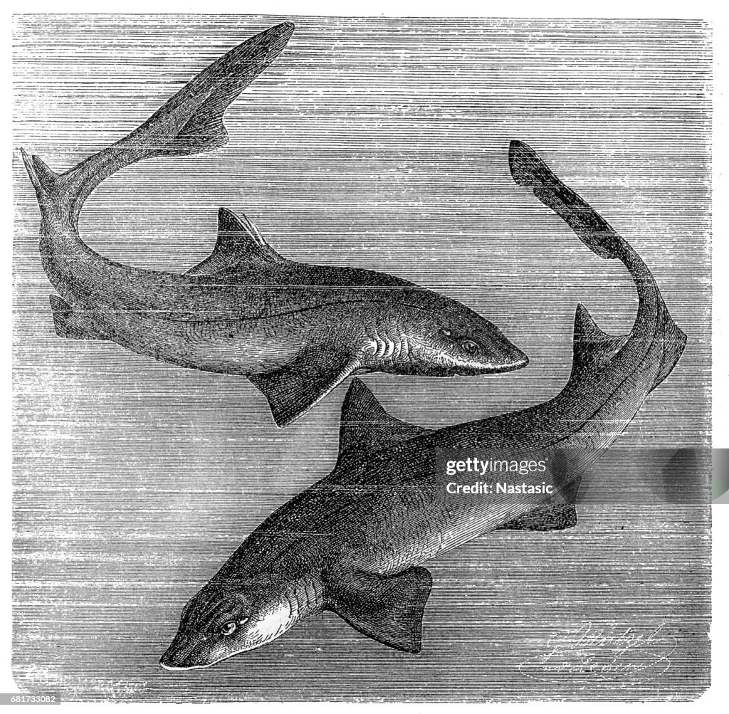 The common smooth-hound (Mustelus mustelus) and spiny dogfish, spurdog, mud shark, piked dogfish (Squalus acanthias)