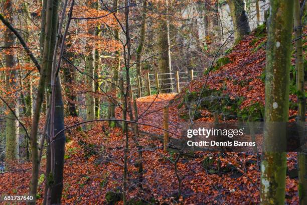 autumn colours, amid trees, teesdale. - teesdale stock pictures, royalty-free photos & images