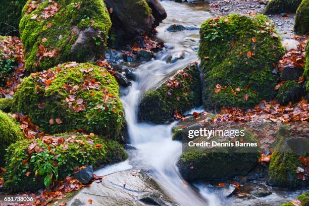 autumn colours, stream, amid trees. - teesdale stock pictures, royalty-free photos & images