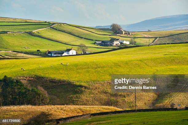 rolling fields in teesdale, pennine way, county durham. - teesdale ストックフォトと画像