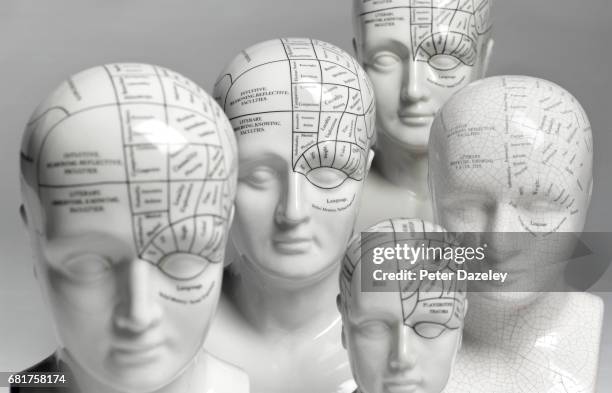 phrenology heads close up - phrenology head stock pictures, royalty-free photos & images