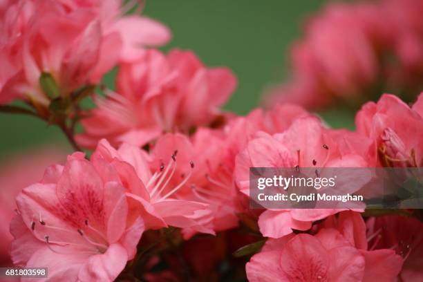 pink azalea blossoms - azalea foto e immagini stock