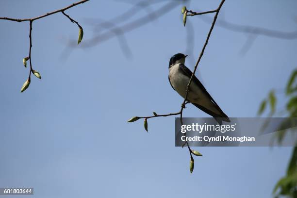 tree swallow - cecilius calvert 2nd baron baltimore stock pictures, royalty-free photos & images