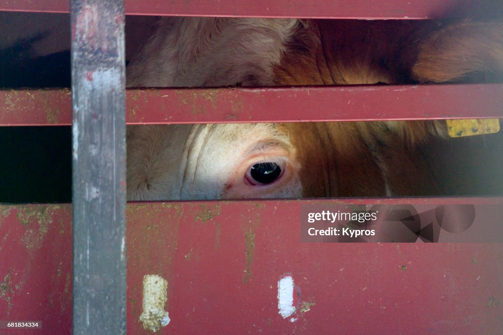 Europe, Germany, Bavaria, View Of Former Dairy Cow In Transporter On Way To Slaughterhouse