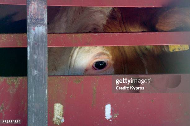 europe, germany, bavaria, view of former dairy cow in transporter on way to slaughterhouse - cow eye - fotografias e filmes do acervo