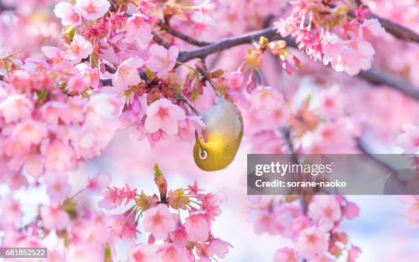 bird "japanese white eye" (mejiro)  on cherry tree (sakura) - 逆さ stock-fotos und bilder