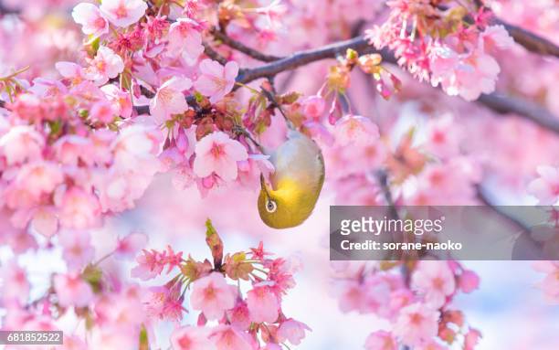 bird "japanese white eye" (mejiro)  on cherry tree (sakura) - 澄んだ空 個照片及圖片檔