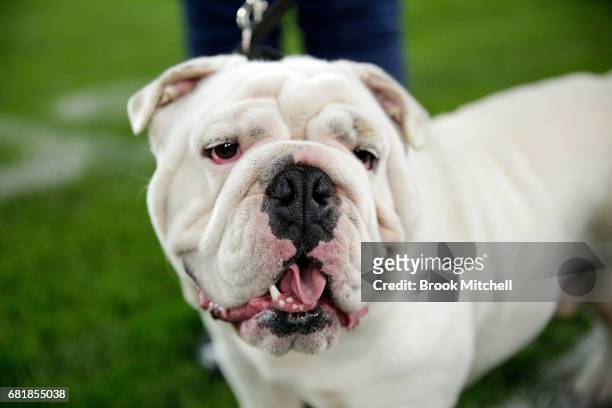 Bulldog's mascot on the field before the round 10 NRL match between the Canterbury Bulldogs and the North Queensland Cowboys at ANZ Stadium on May...