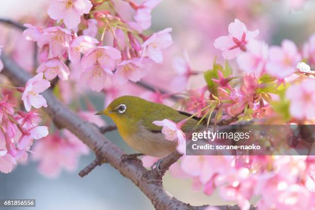 bird "japanese white eye" (mejiro)  on cherry tree (sakura) - 枝 stock-fotos und bilder