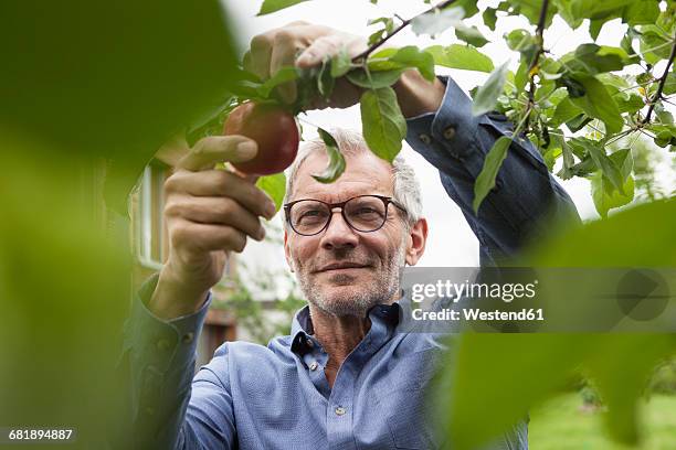 smiling man picking apple from tree - man hobbies stock pictures, royalty-free photos & images