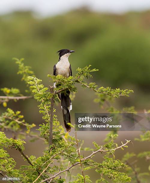 jacobin cuckoo, oxylophus jacobinus, kruger national park, south africa. - clamator stock-fotos und bilder