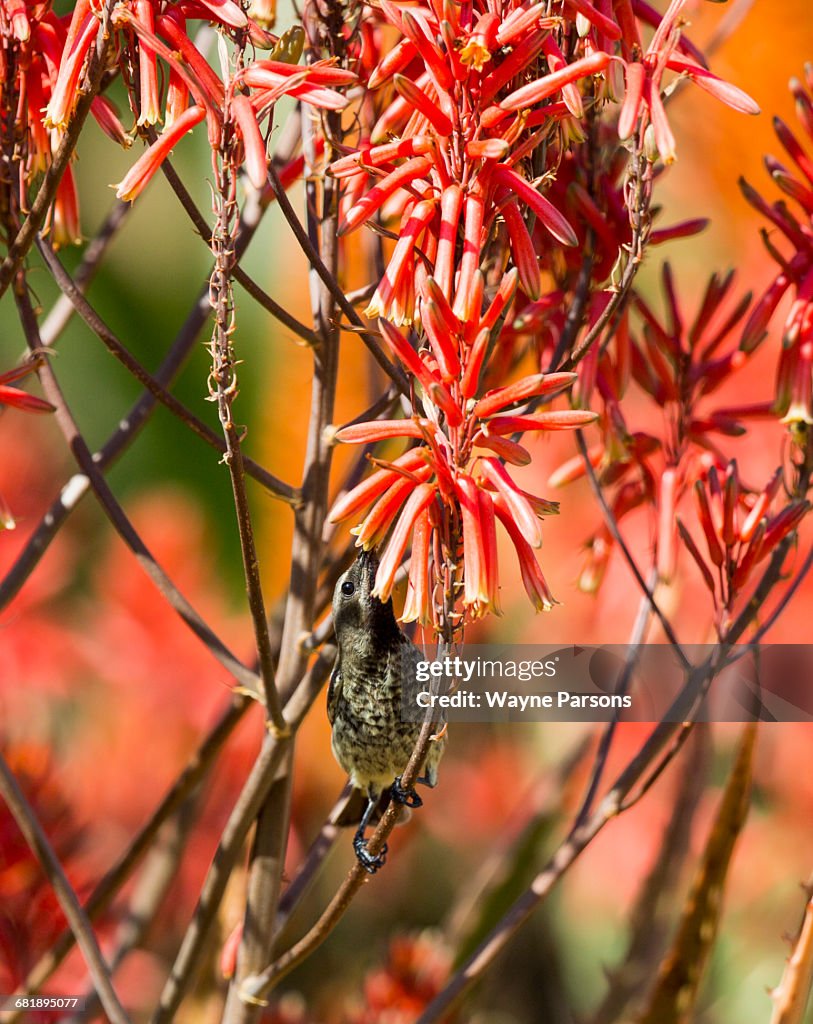Female Amethyst Sunbird in Aloe, Chalcomitra amethystina, Aloe Farm, Hartbeespoort, South Africa.