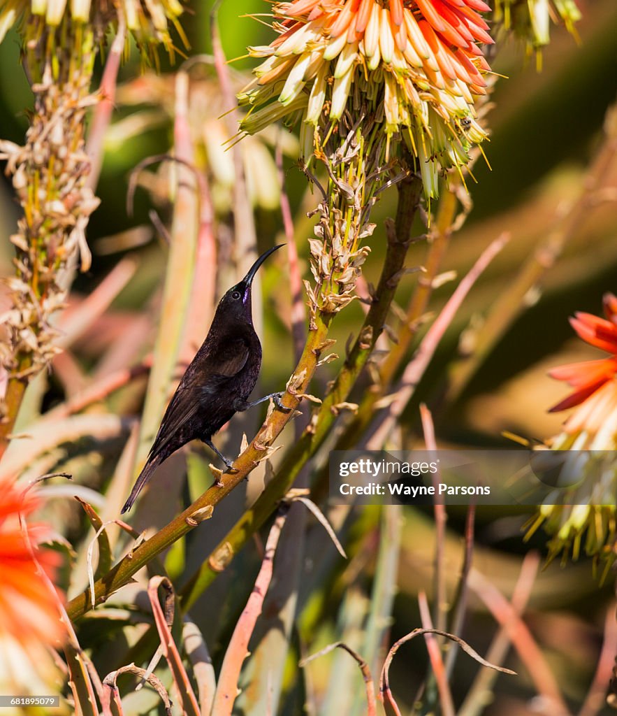 Amethyst Sunbird in Aloe, Chalcomitra amethystina, Aloe Farm, Hartbeespoort, South Africa.