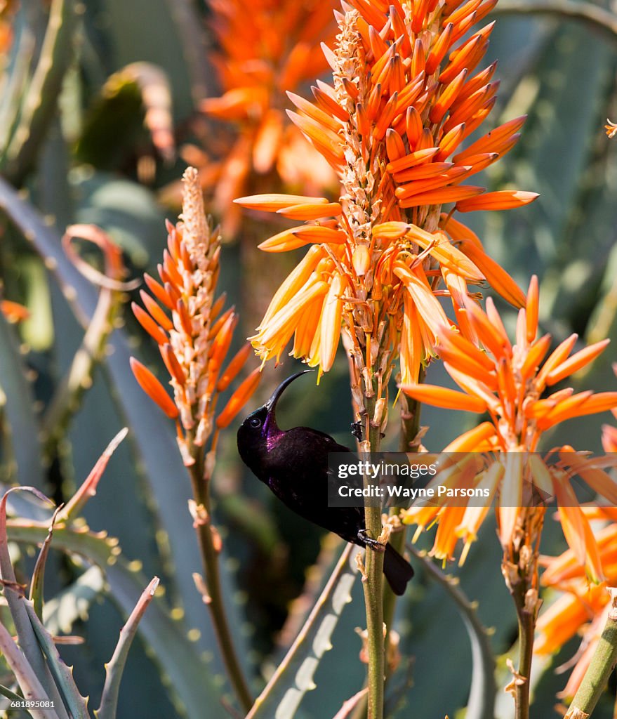 Amethyst Sunbird in Aloe, Chalcomitra amethystina, Aloe Farm, Hartbeespoort, South Africa.
