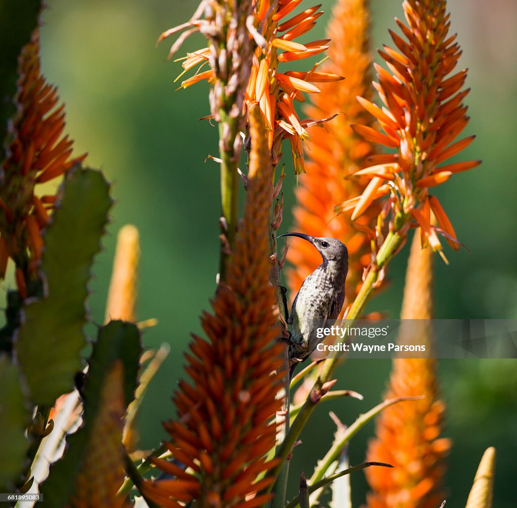 Female Amethyst Sunbird in Aloe, Chalcomitra amethystina, Aloe Farm, Hartbeespoort, South Africa.
